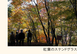 紅葉のステンドグラス