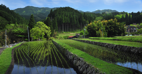 新田
