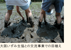 大阪いずみ生協との交流事業での田植え