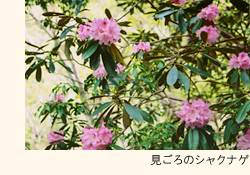 那岐山 見ごろのシャクナゲ