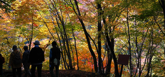 紅葉のステンドグラス
