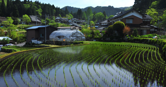 新田景観