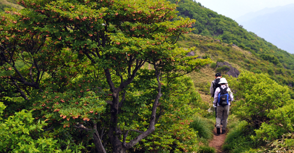 那岐山