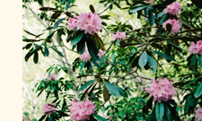 那岐山しゃくなげ