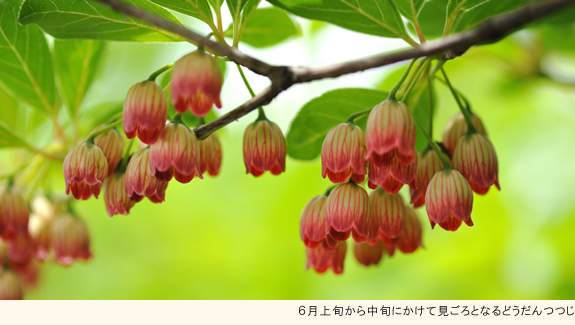 那岐山 どうだんつつじ