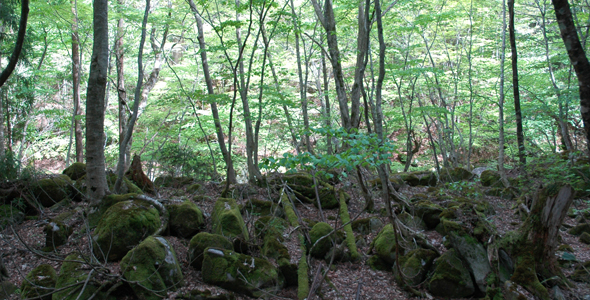 新緑の森