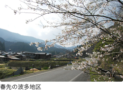 春先の波多地区