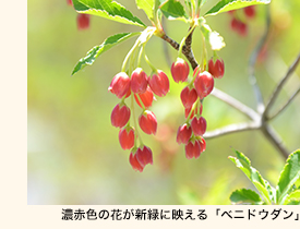 智頭どうだんまつり4