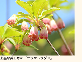 智頭どうだんまつり5
